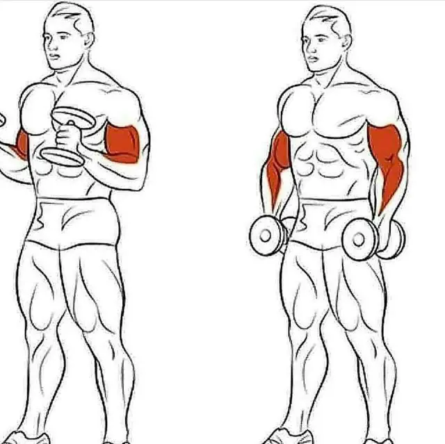 Photo of Aprende a hacer el rizo del cable de los bíceps
