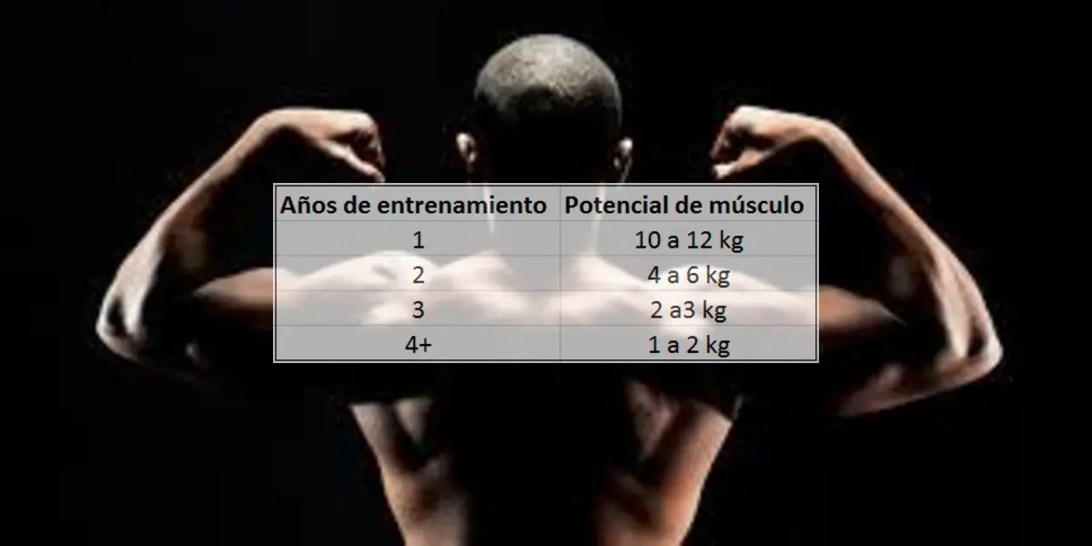 Photo of ¿Cuánto músculo se puede añadir en un mes?