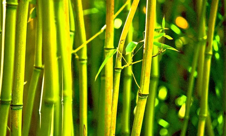 Photo of ¿Es el bambú una mejor tela para caminar?