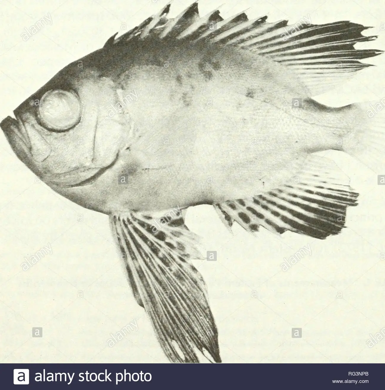 Photo of Espécimen caza peces
