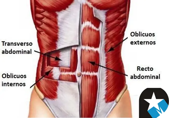 Photo of ¿Necesitan fortalecerse los músculos abdominales profundos?