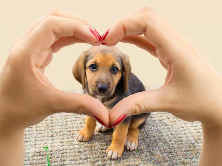 Photo of ¿Por qué Tener un perro es bueno para su salud