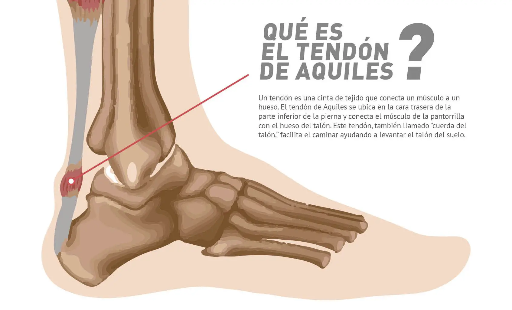 Photo of Tendón de Aquiles Parte 1 – Las lesiones de Aquiles Por qué se producen y son tan difíciles de tratar