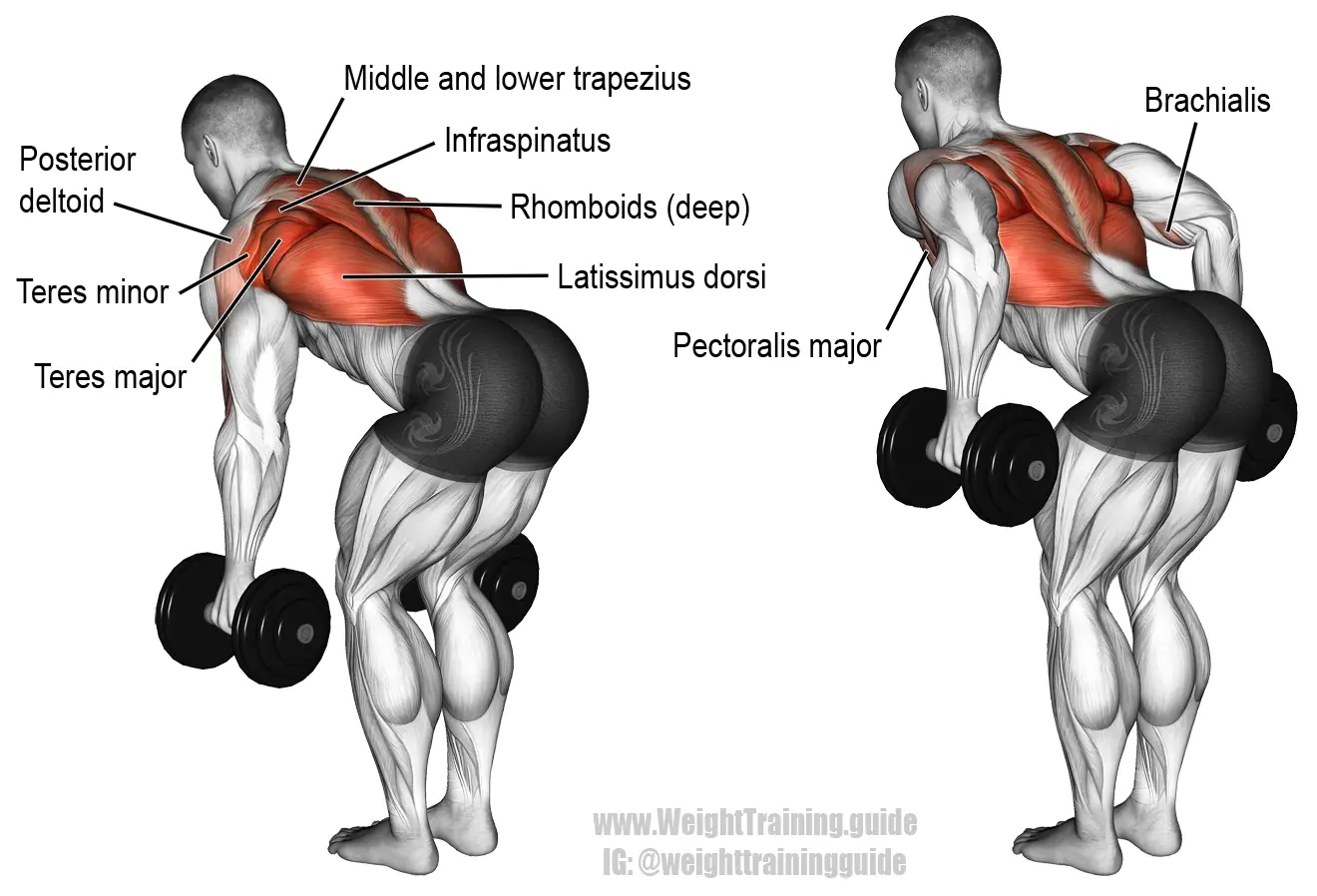 Photo of Trabaja los músculos de la espalda y los hombros con la mancuerna doblada sobre la fila