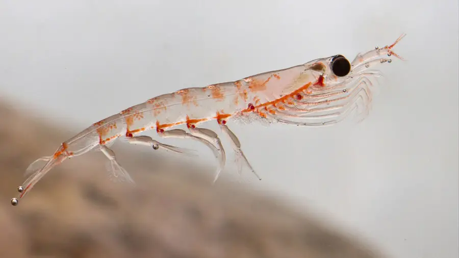 Photo of 4 Beneficios potenciales para la salud del aceite de krill