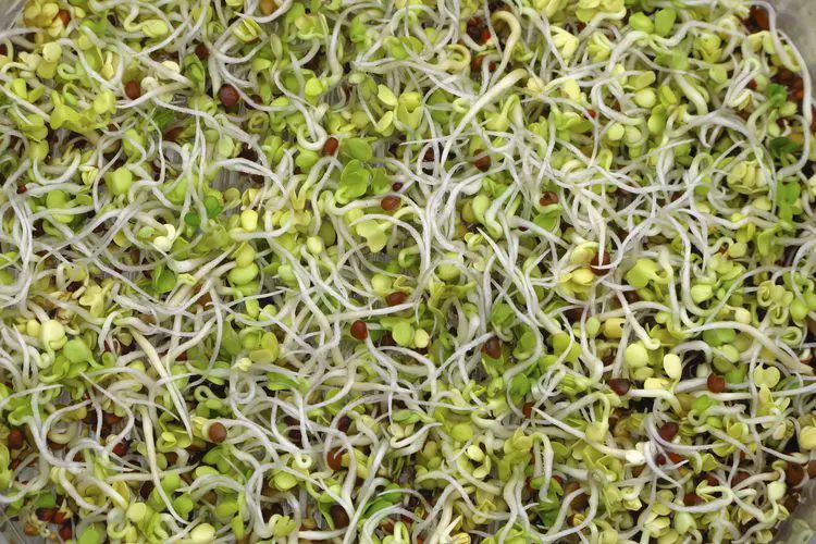 Photo of ¿Cuántos carbohidratos hay en los brotes de alfalfa y de frijol mungo?