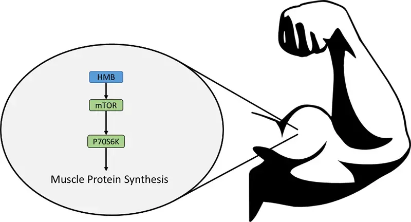 Photo of ¿Es la síntesis de la proteína muscular lo mismo que el crecimiento muscular?