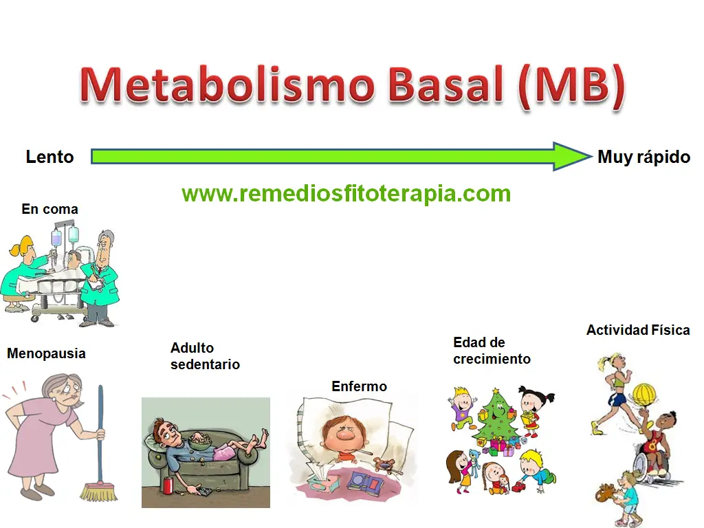 Photo of Metabolismo vs. Metabolismo en reposo: ¿Cuál es la diferencia?