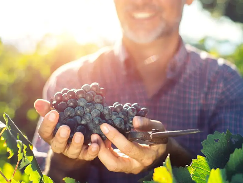 Photo of ¿Puede el resveratrol antioxidante del vino ayudarle a vivir más tiempo?