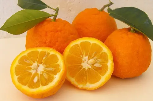Photo of Riesgos para la salud de los suplementos dietéticos con naranja amarga