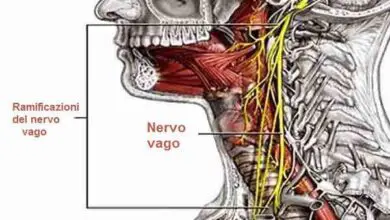 Photo of Nervio vago: como «despertarlo» para un bienestar integral