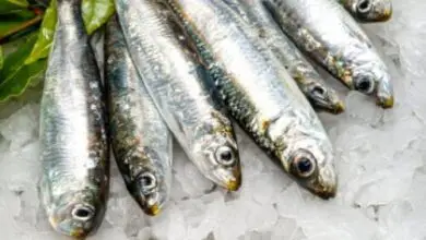 Photo of Sardinas o sardinas: todas las propiedades y beneficios
